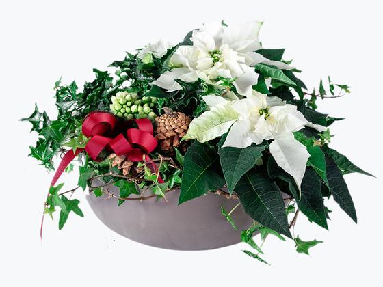 Hvit juleblomst gaver